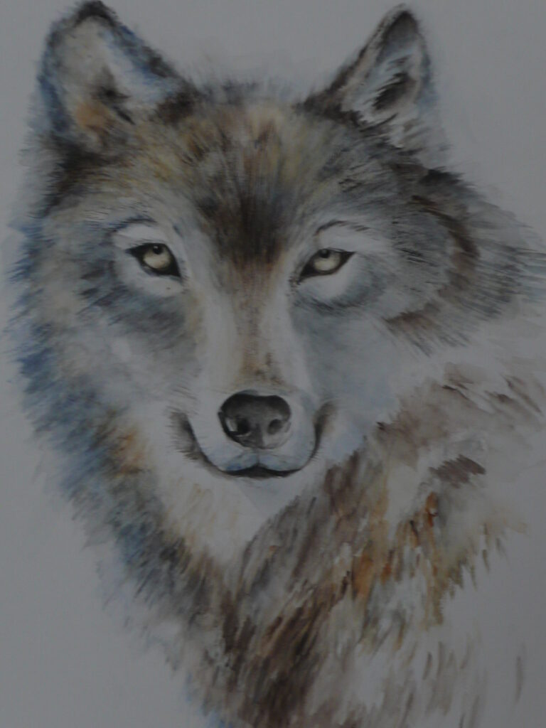 Wolf